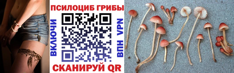 где можно купить наркотик  Таганрог  Галлюциногенные грибы мицелий 